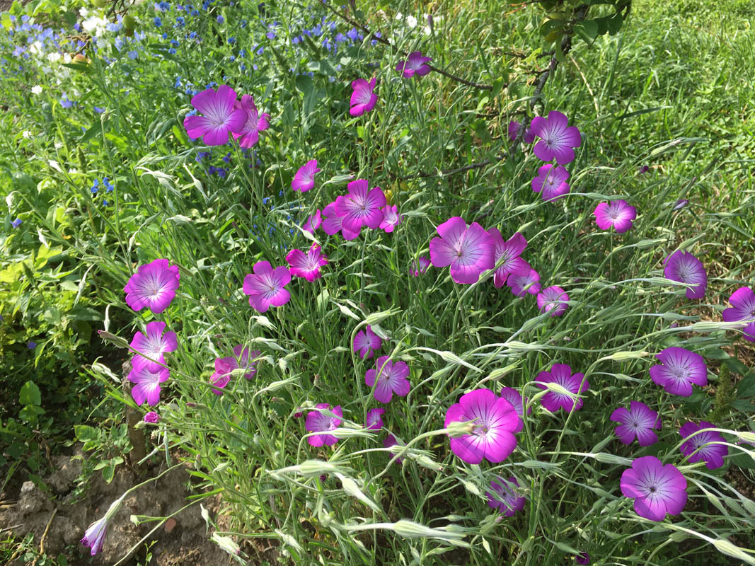 Agrostemma githago